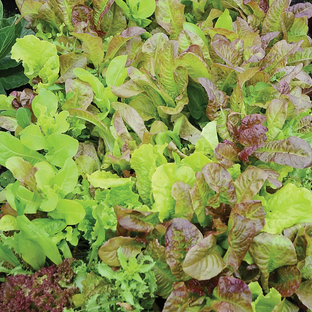 Mild Mesclun Blend Seed Mat