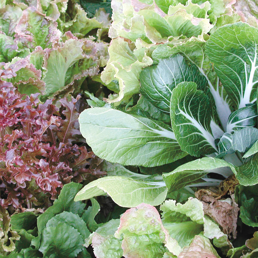 Tangy Mesclun Blend - Image 2