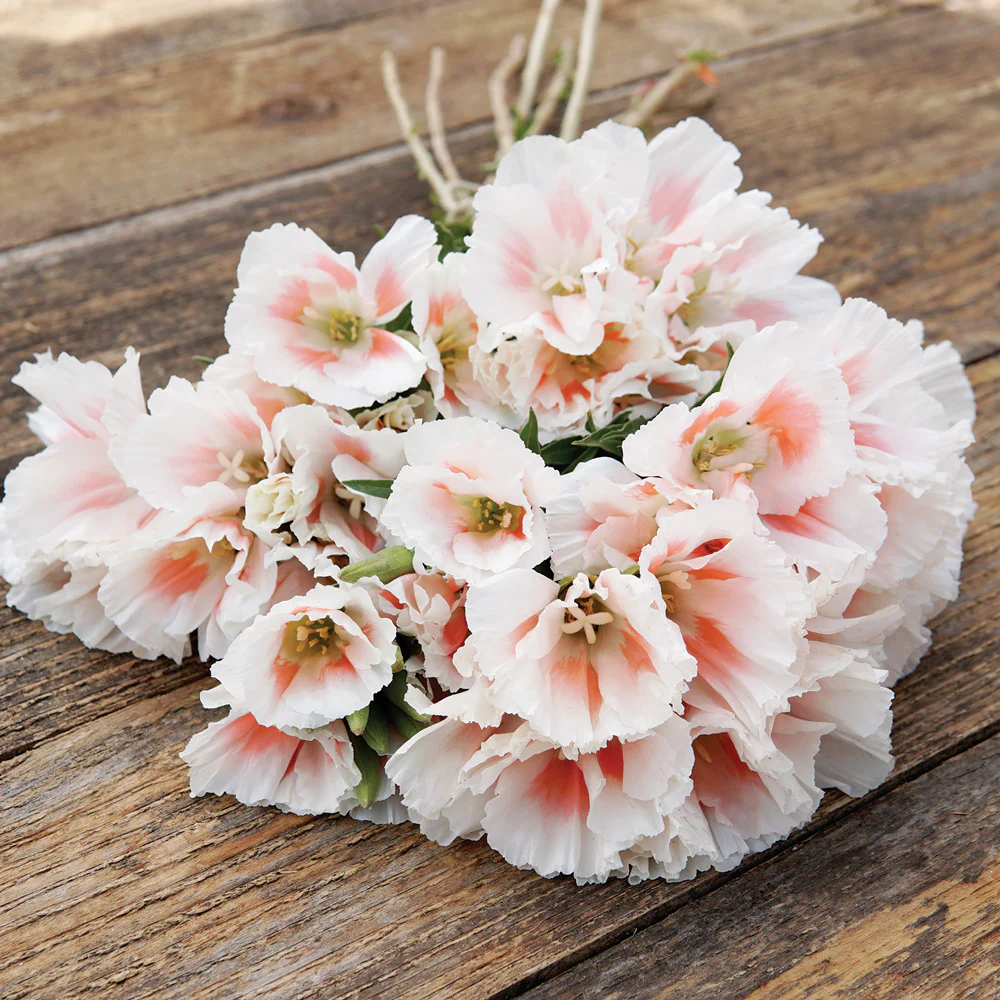 Grace Shell Pink Godetia