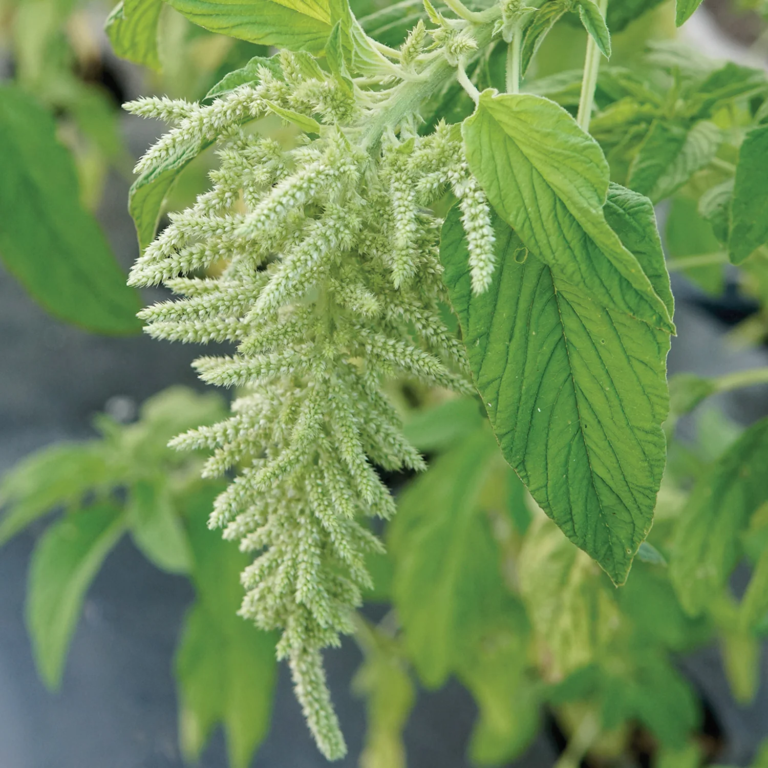 Green Tails Amaranth