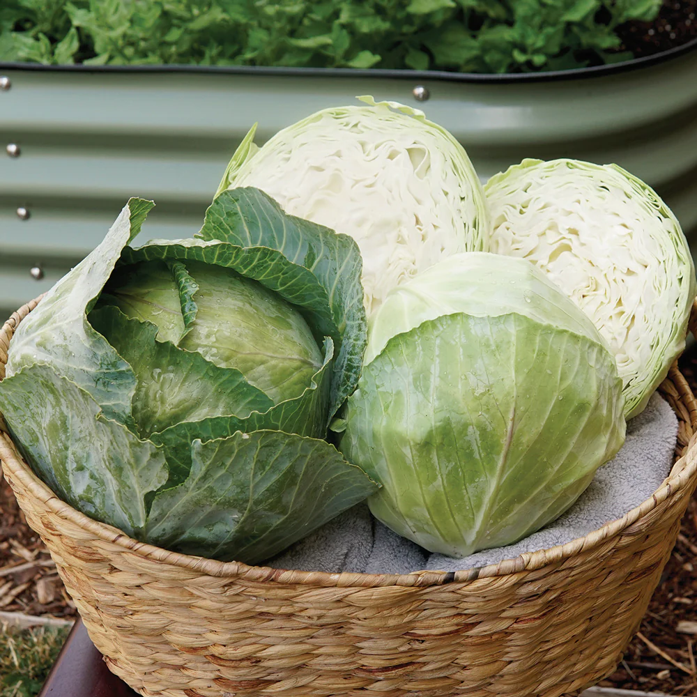 Greenboy Cabbage