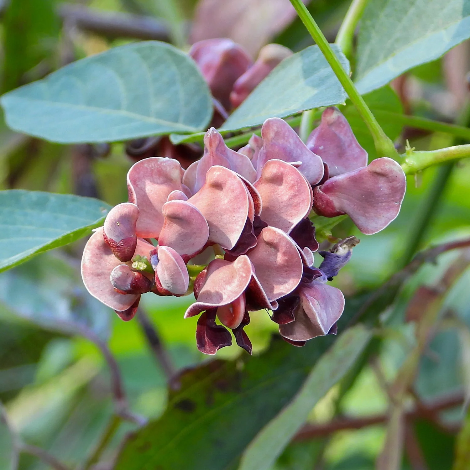 Groundnut Plant