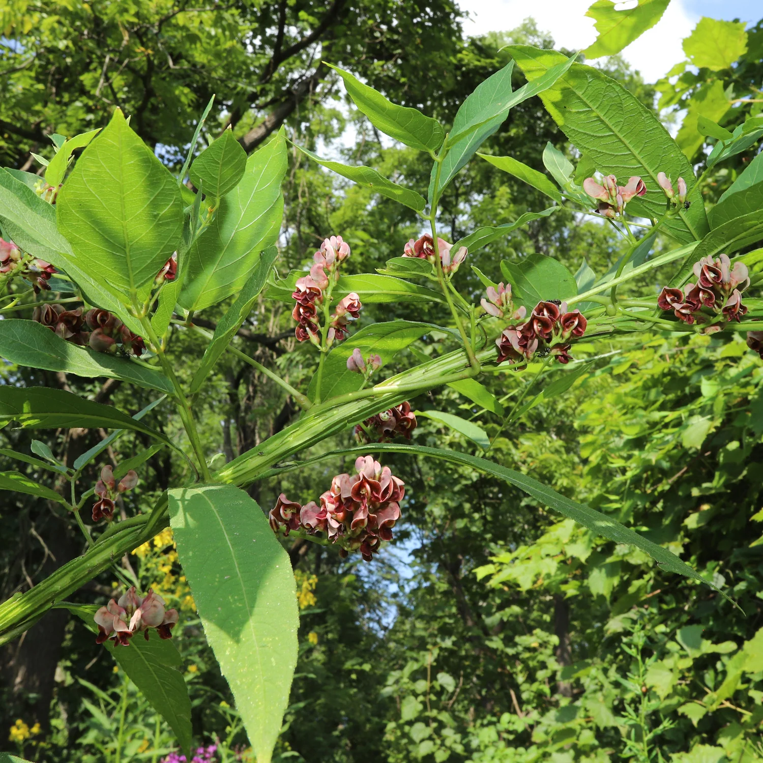 Groundnut Plant - Image 2