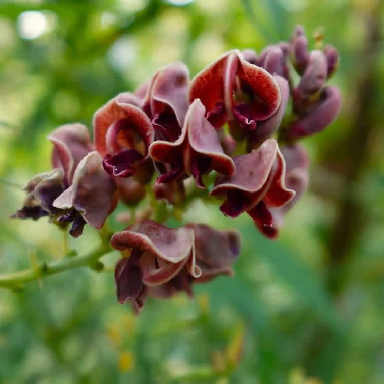 Groundnut Plant - Image 3