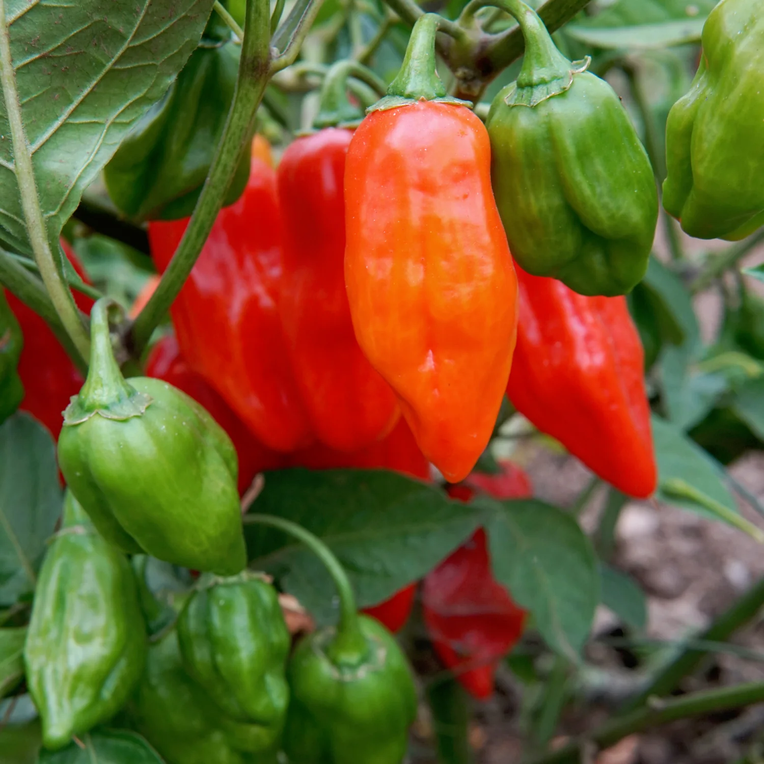 Primero Red Pepper - Image 3