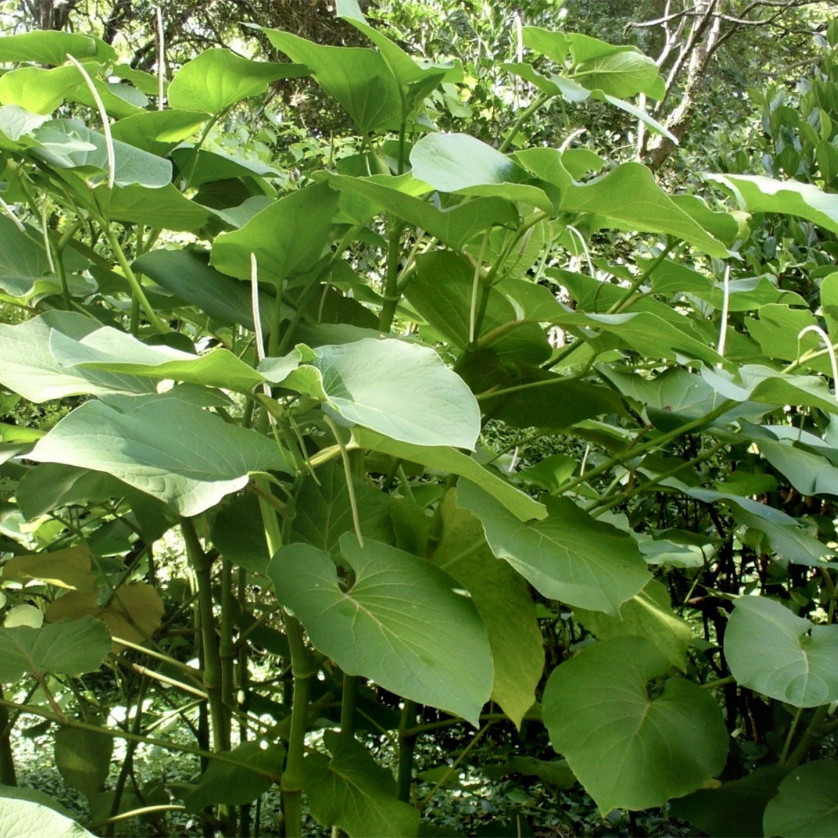 Hoja Santa Plant