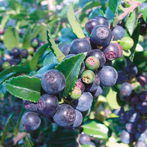 Evergreen Huckleberry Plant
