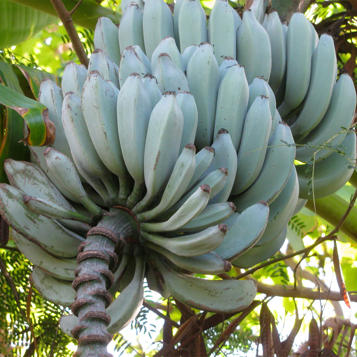 Ice Cream Banana Tree
