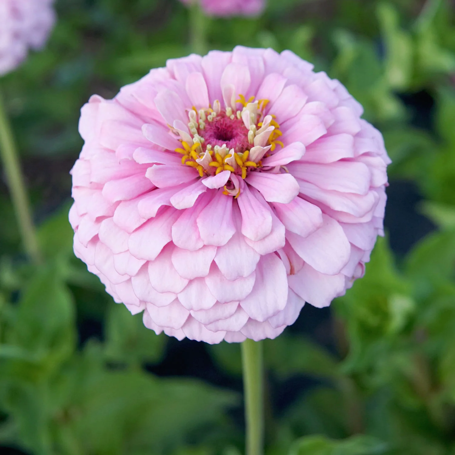 Illumination Zinnia - Image 10