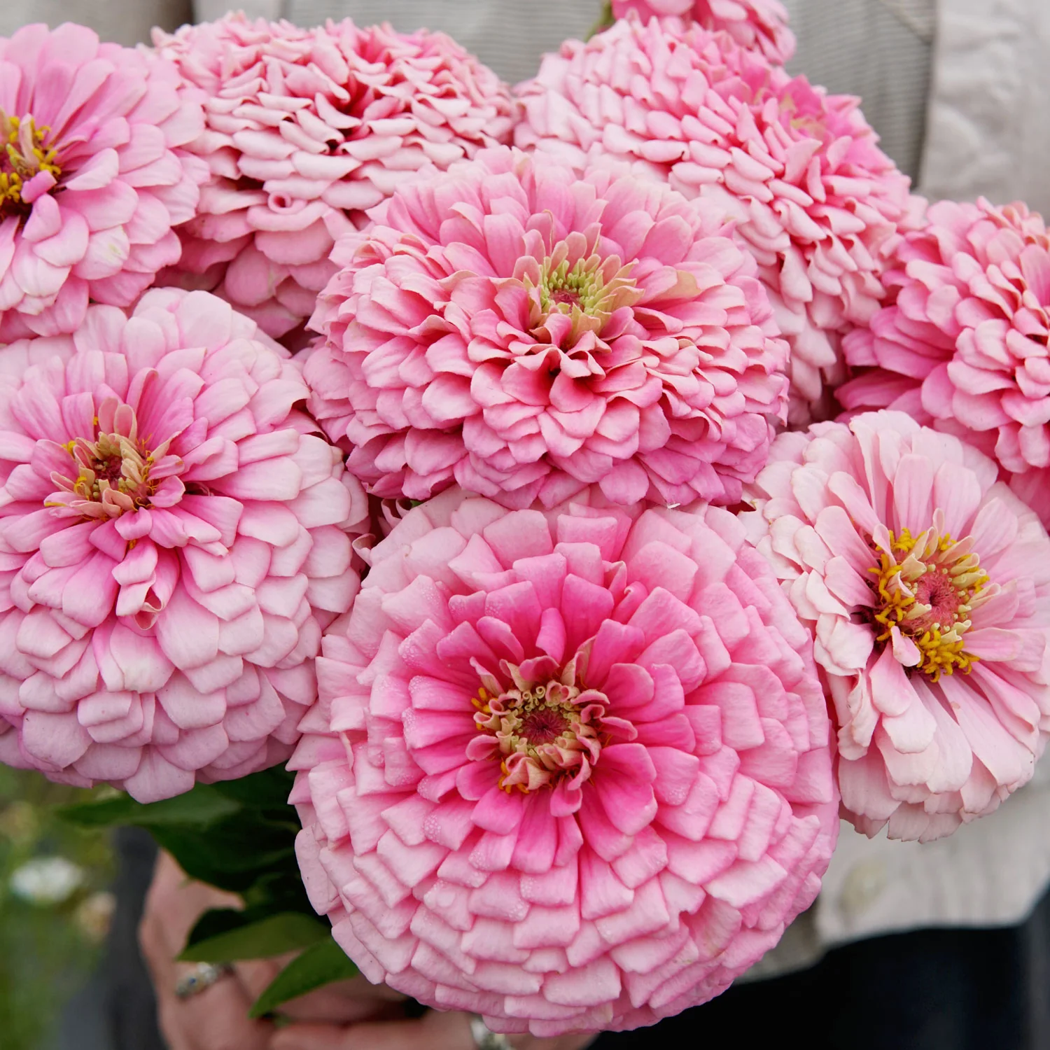 Illumination Zinnia - Image 7