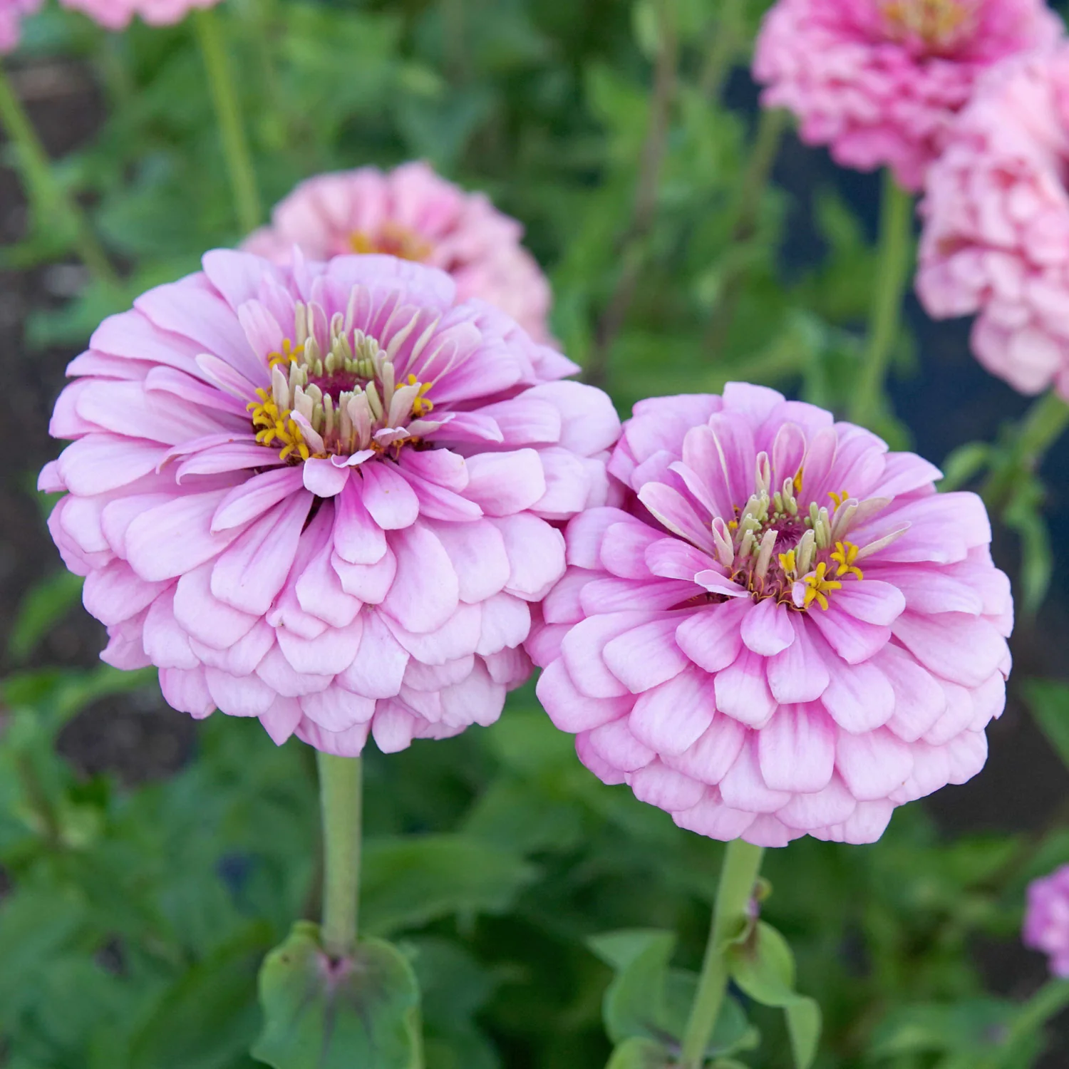 Illumination Zinnia - Image 8