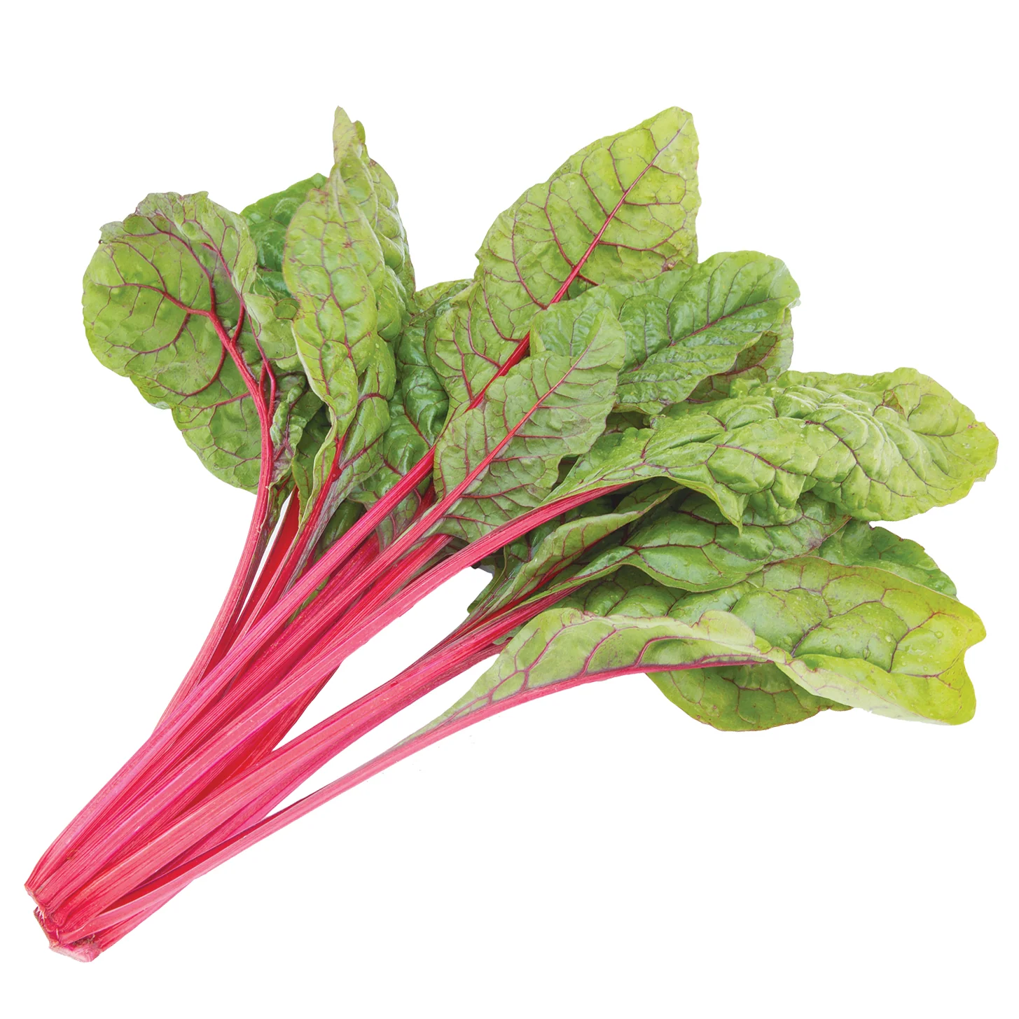 Intense Swiss Chard - Image 2