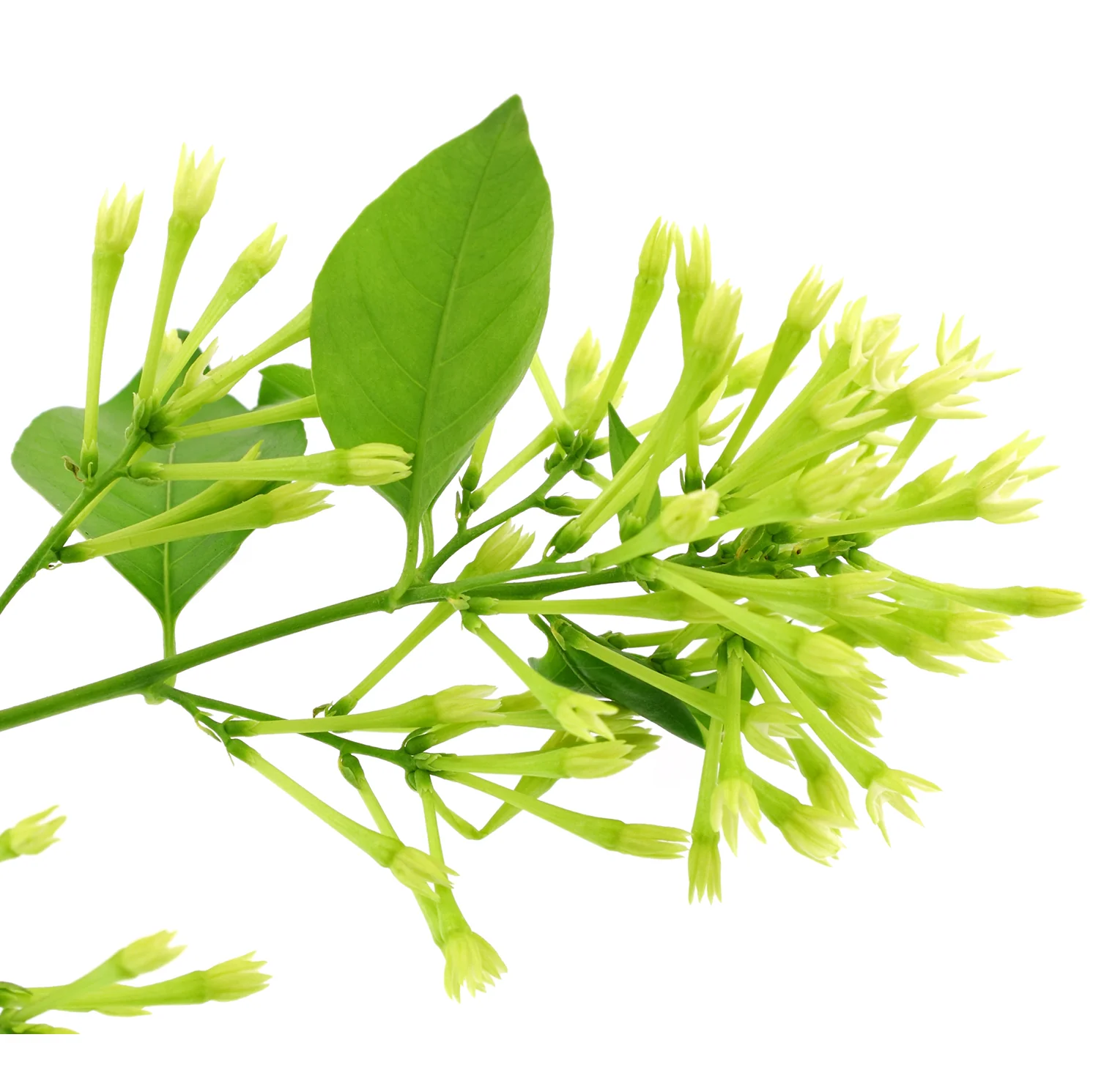 Night Blooming Jasmine Plant