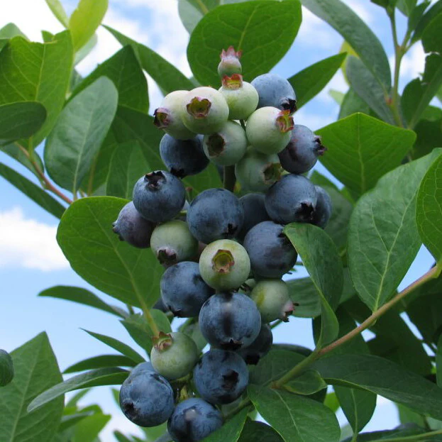 Jewel Blueberry Plant
