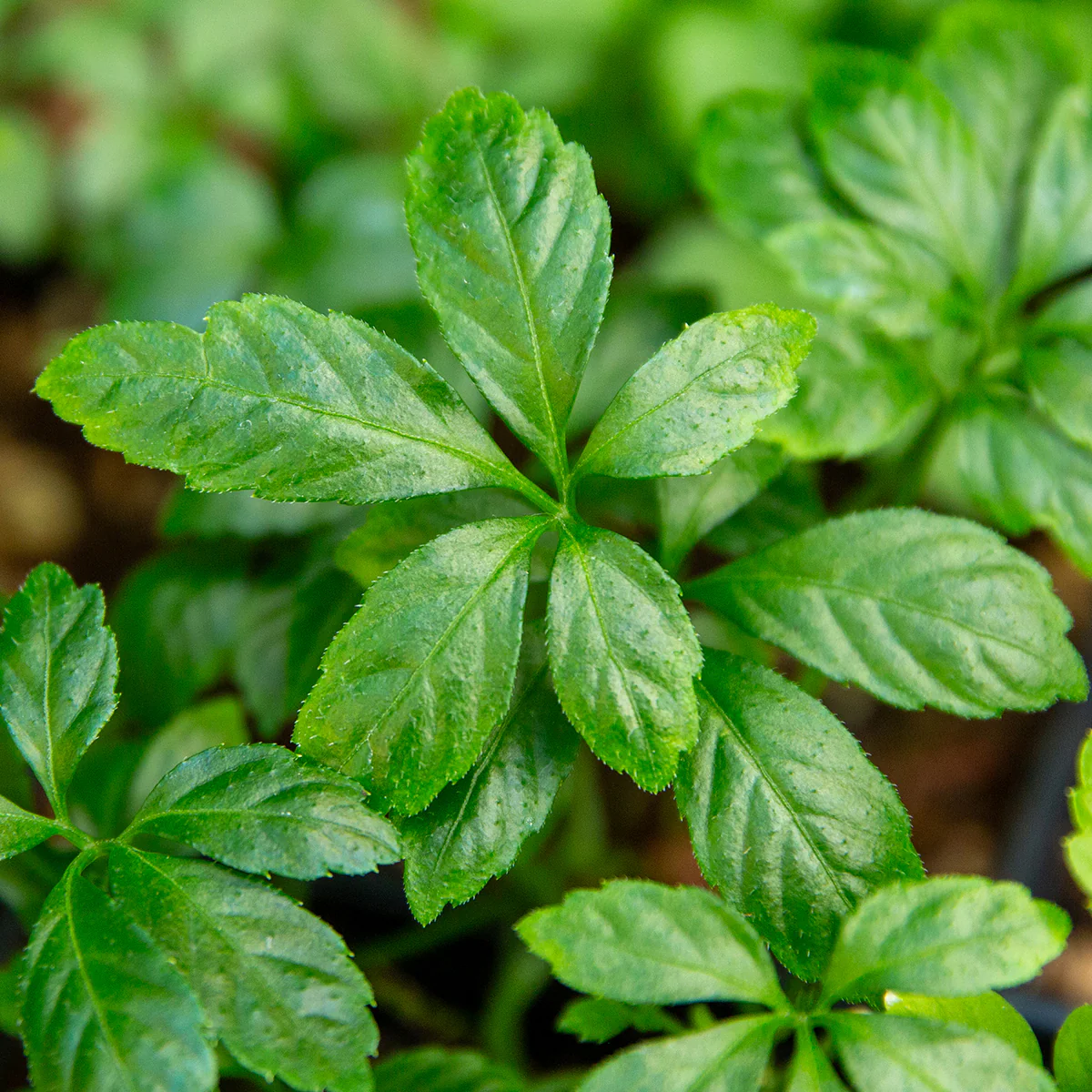 Jiaogulan Plant