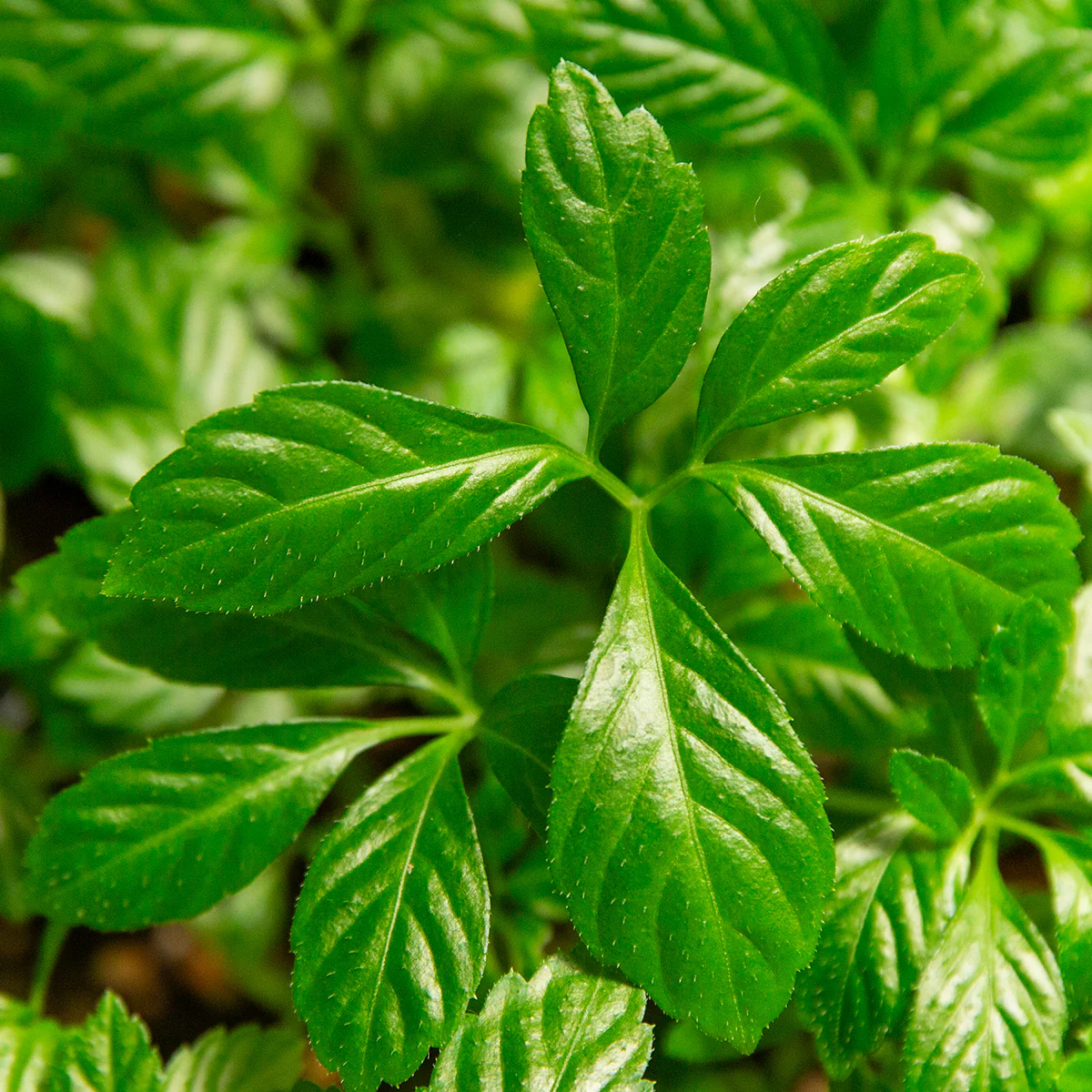 Jiaogulan Plant - Image 3