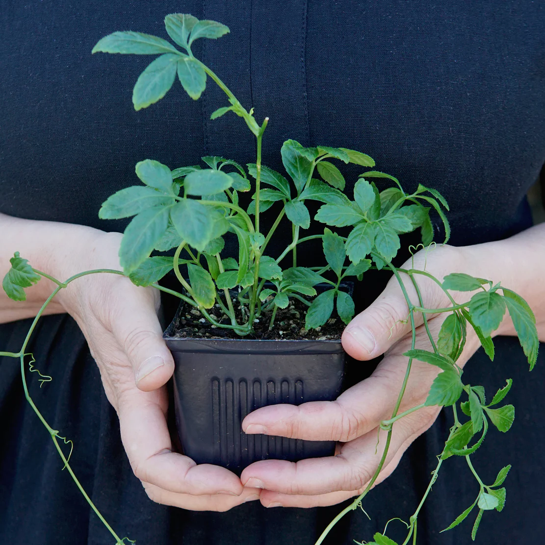 Jiaogulan Plant - Image 4