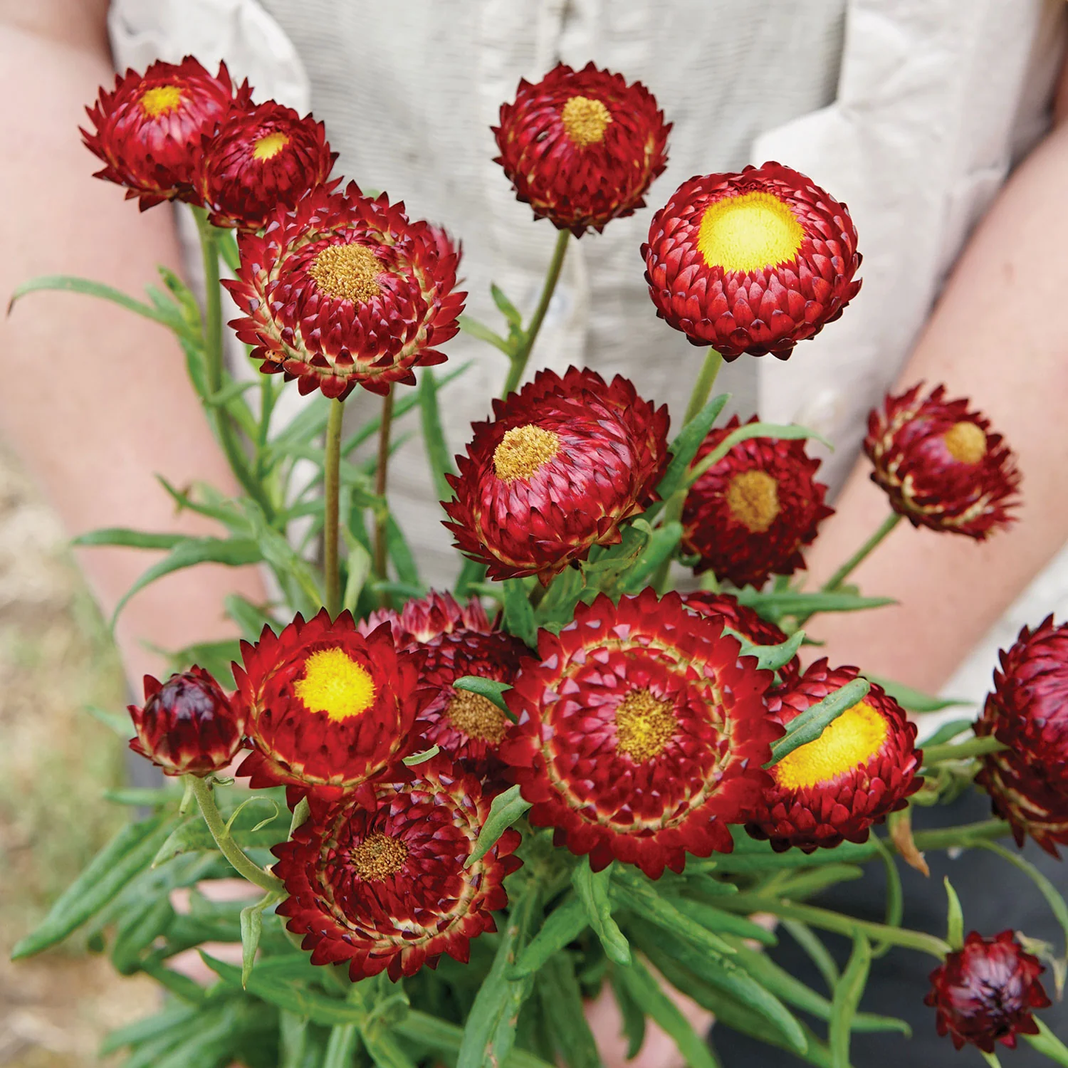 King Size Red Strawflower