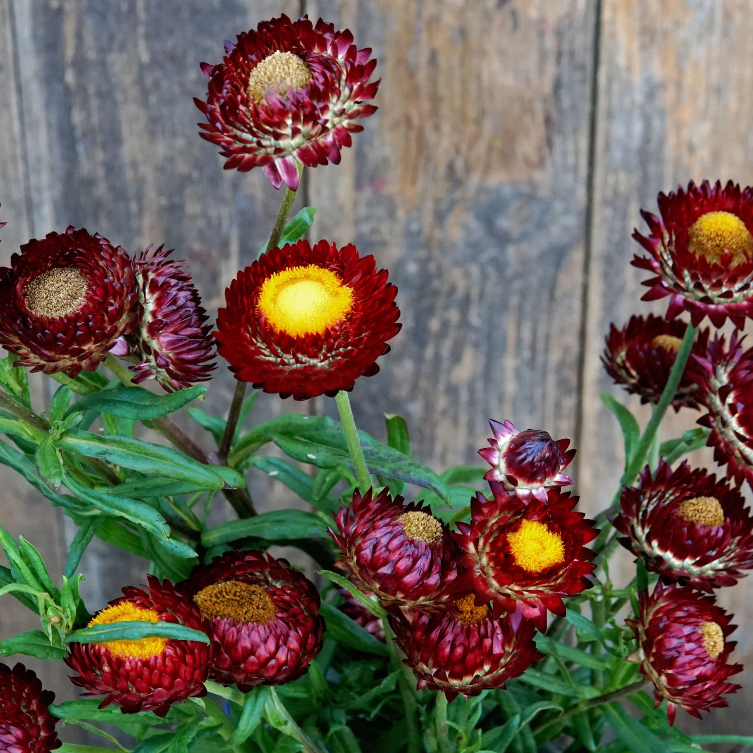 King Size Red Strawflower - Image 4