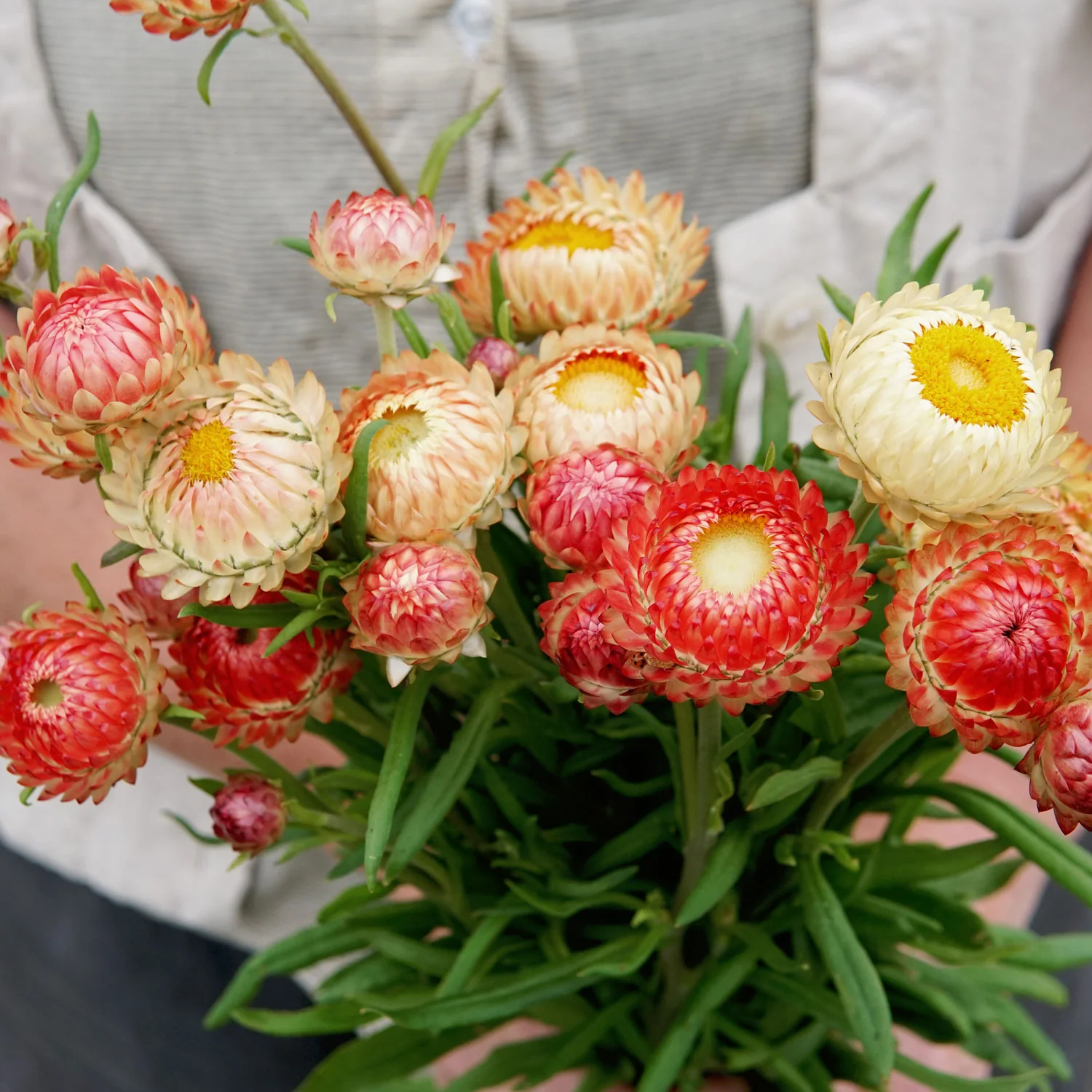 King Size Salmon Strawflower - Image 3