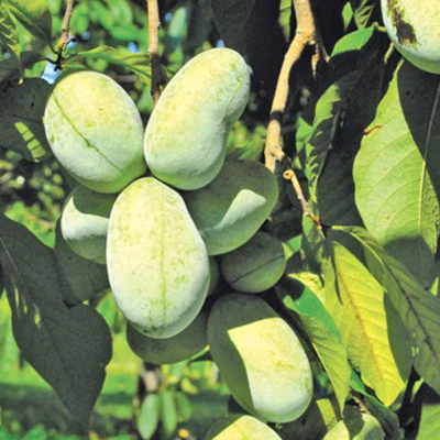 KSU Atwood™ Pawpaw Plant