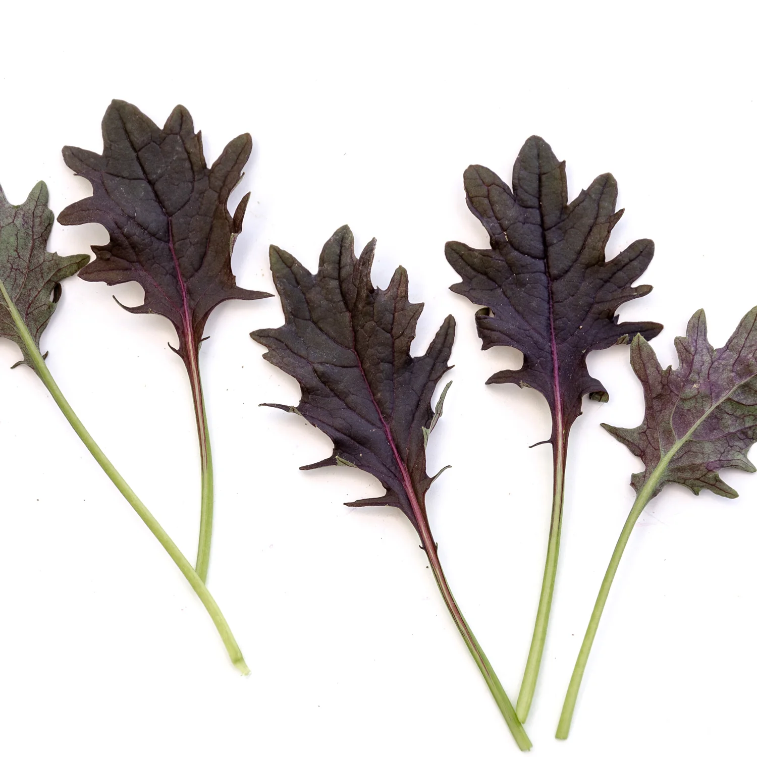 KX-1 Kale - Image 4