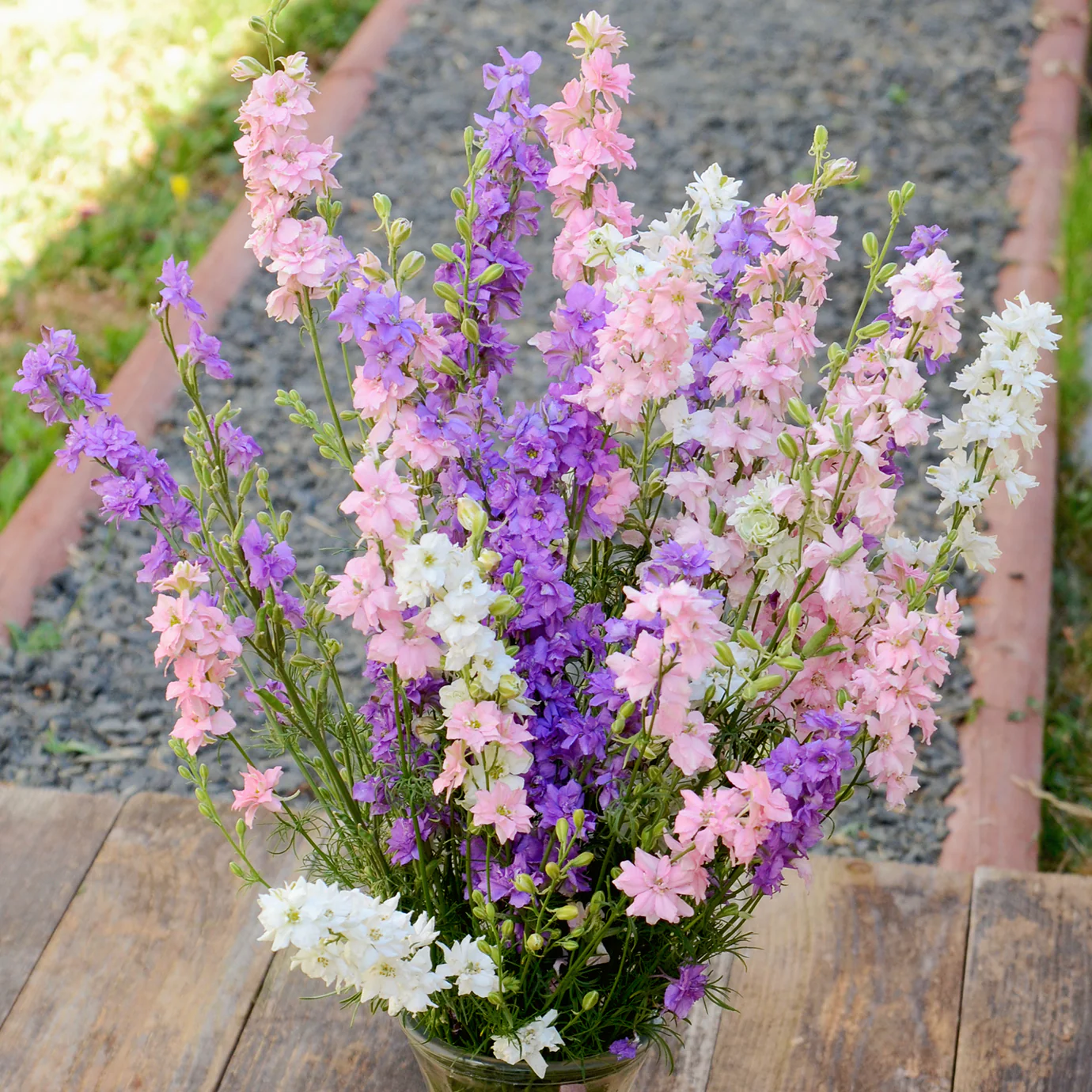 Galilee Pink Perfection Larkspur - Image 2