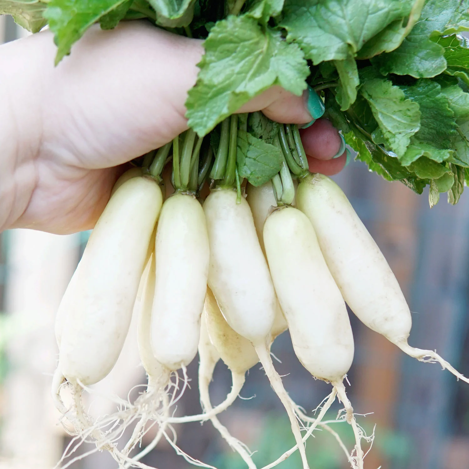 Leda Radish - Image 3