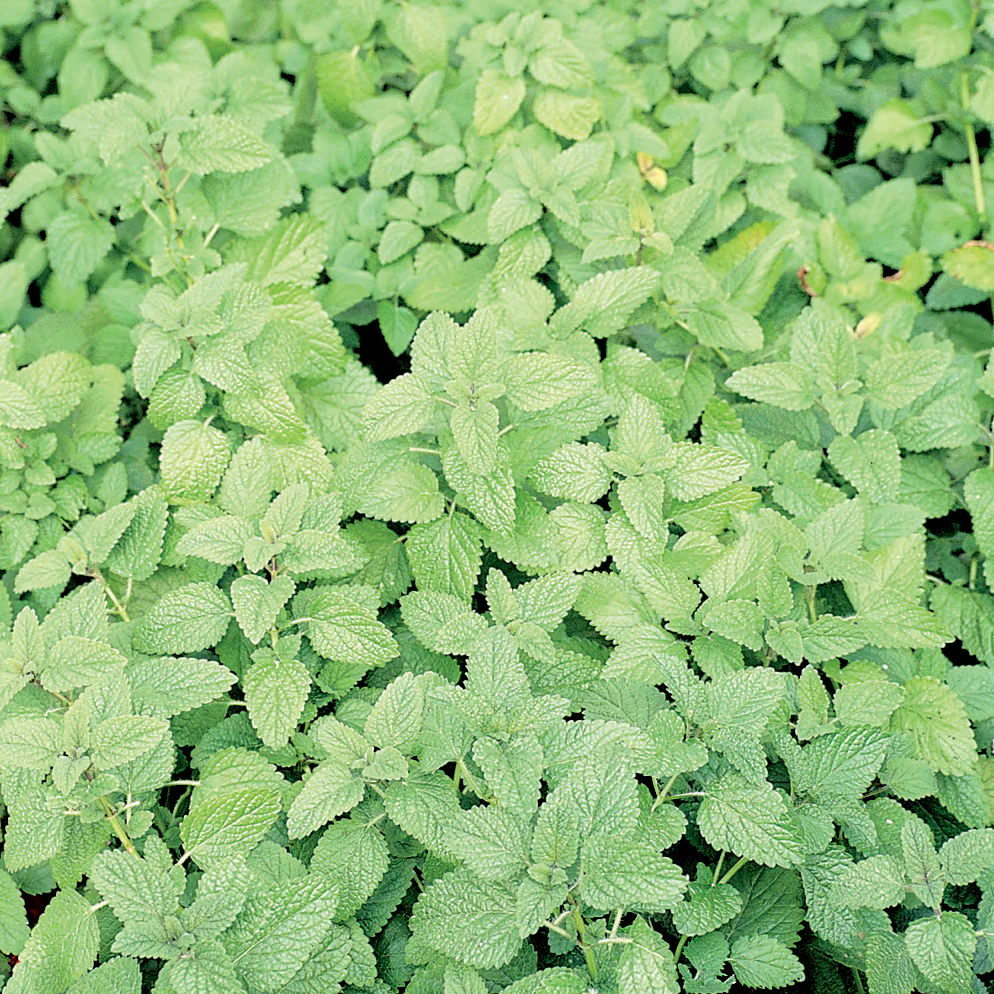 Lemon Balm