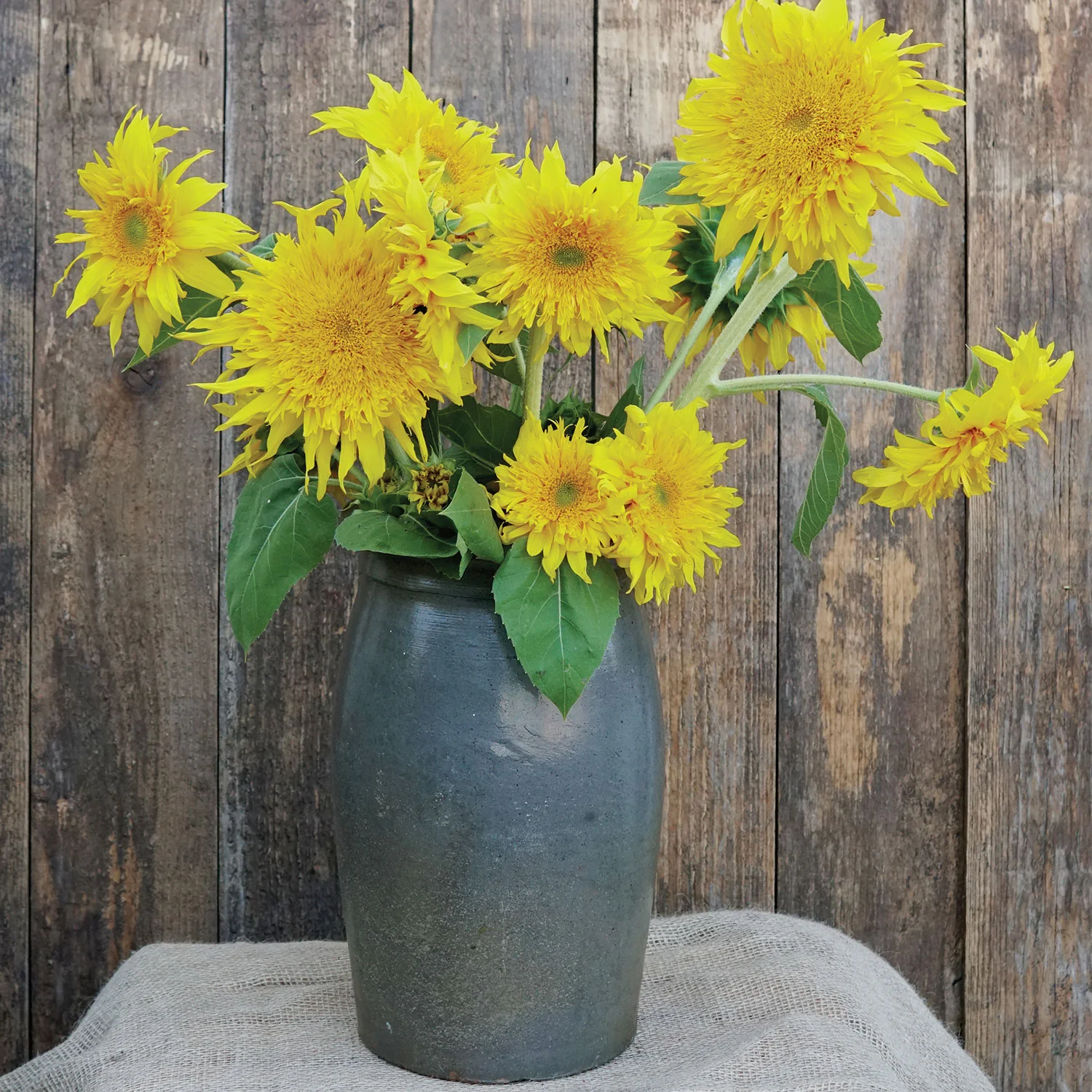 Lemon Cutie™ Sunflower - Image 2