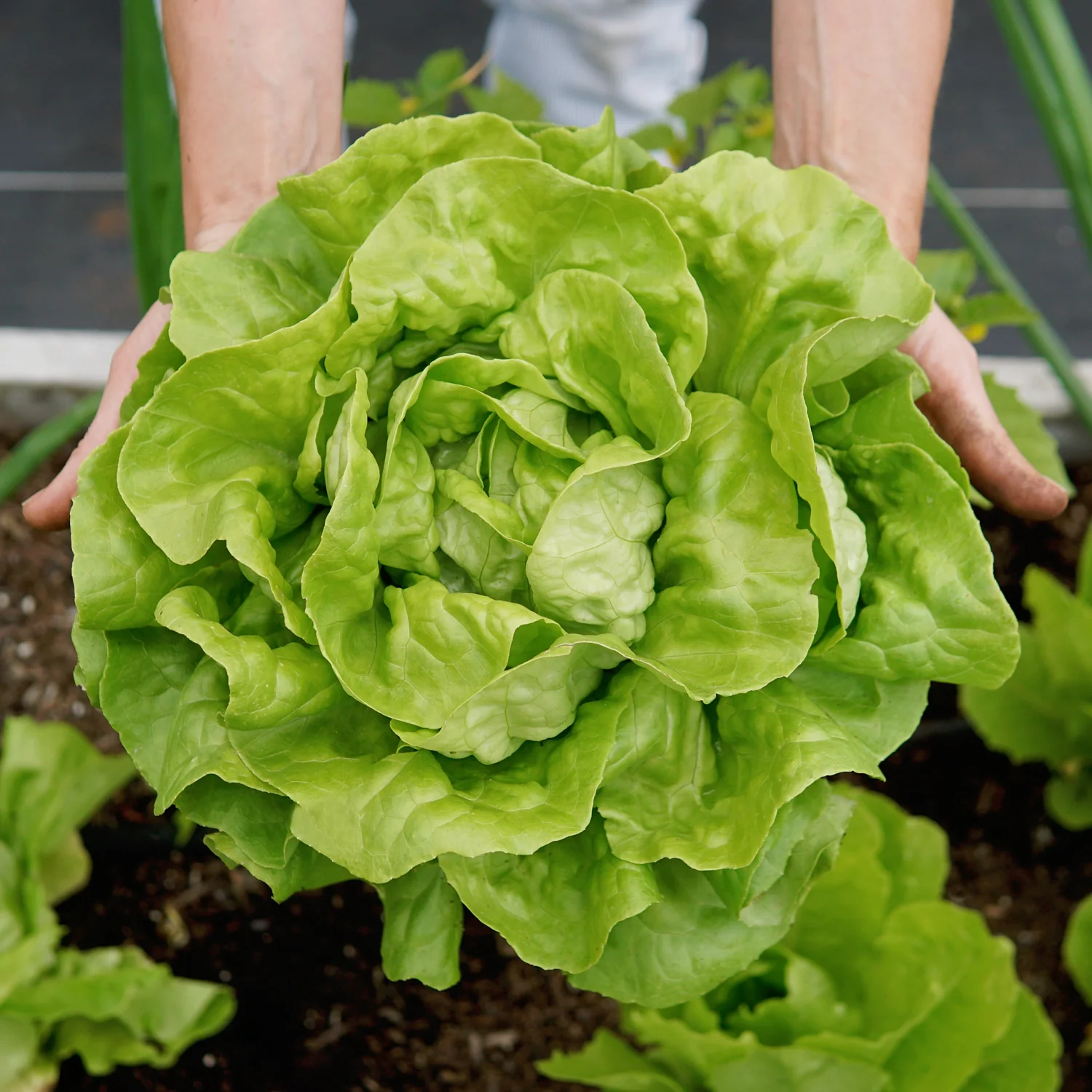 Buttercrunch Lettuce - Image 2