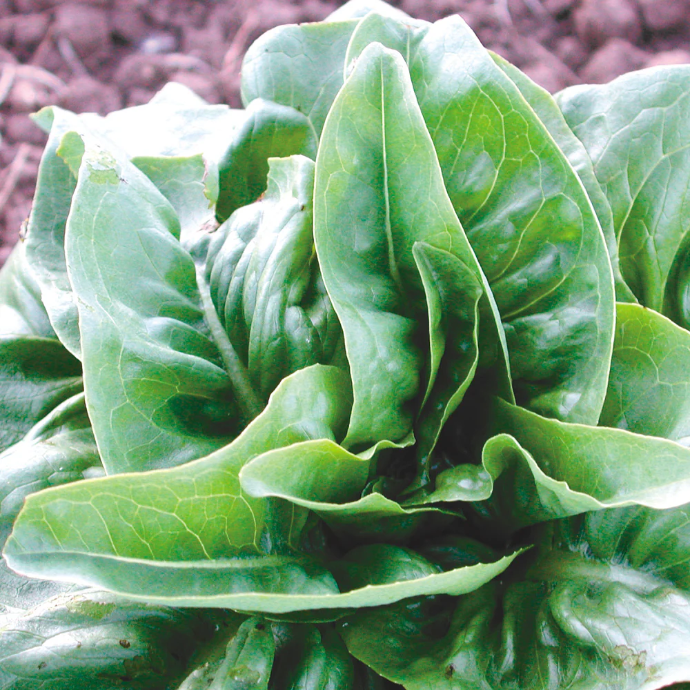 Green Deer Tongue Lettuce - Image 2