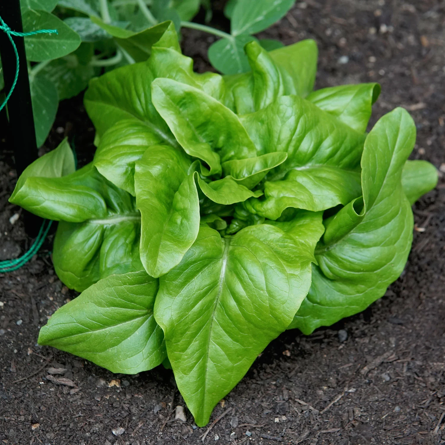 Green Deer Tongue Lettuce - Image 3