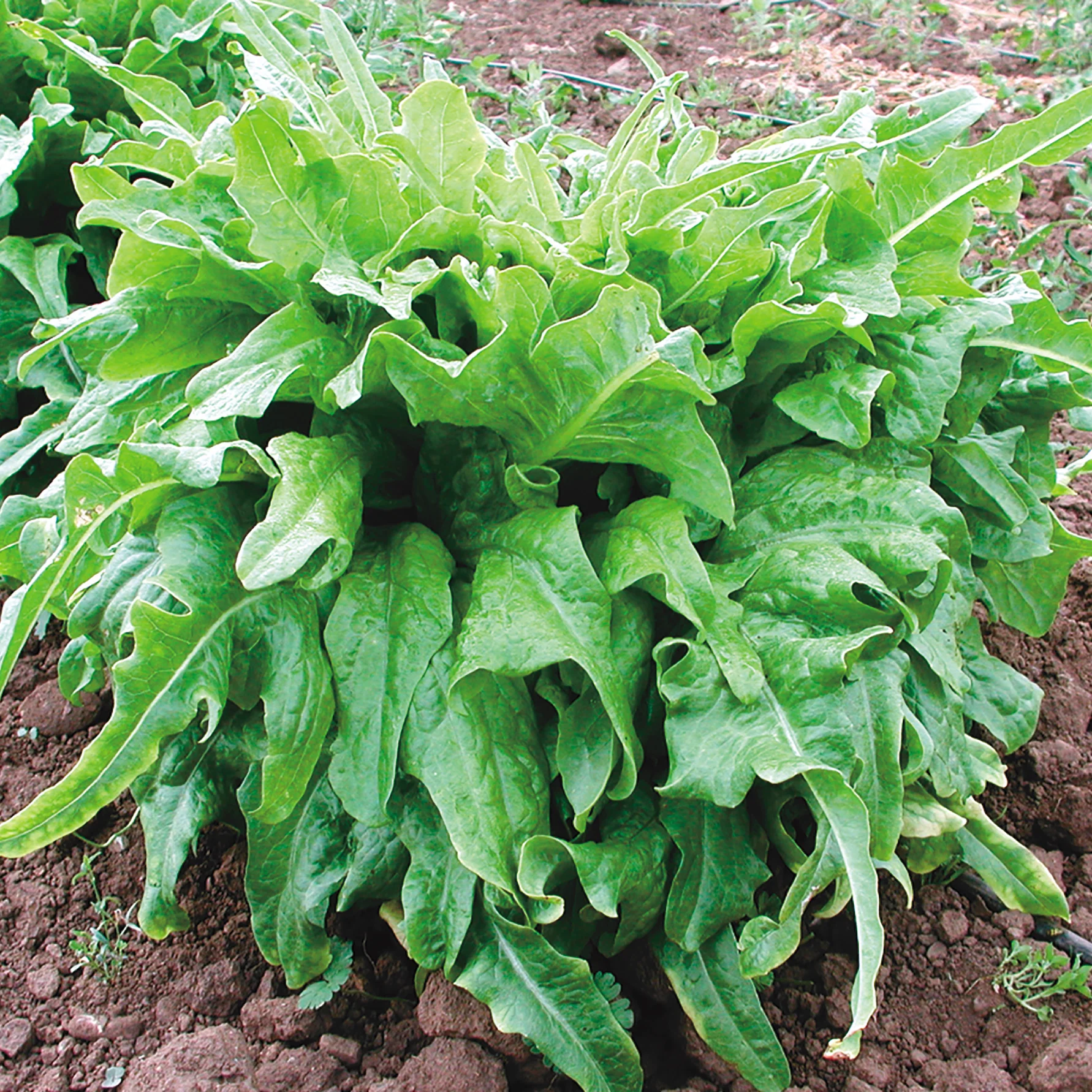 Italienischer Lettuce - Image 2