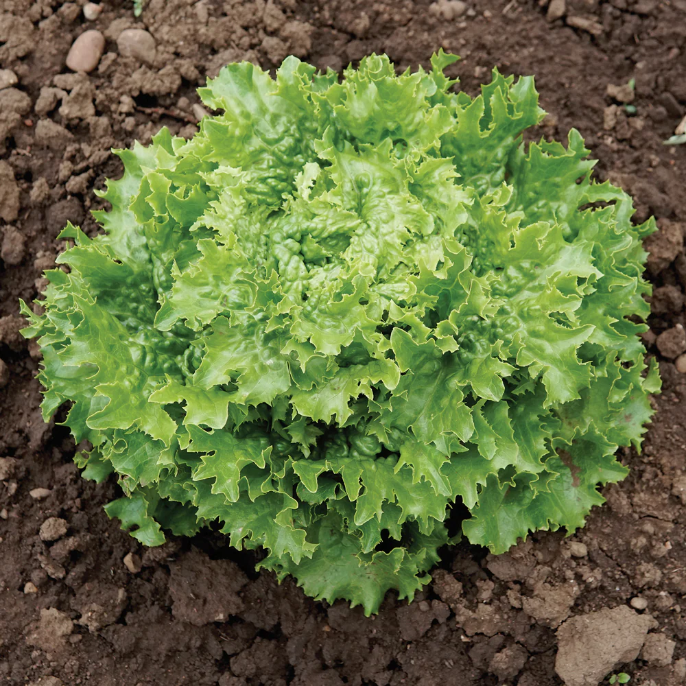 Loma Lettuce - Image 2