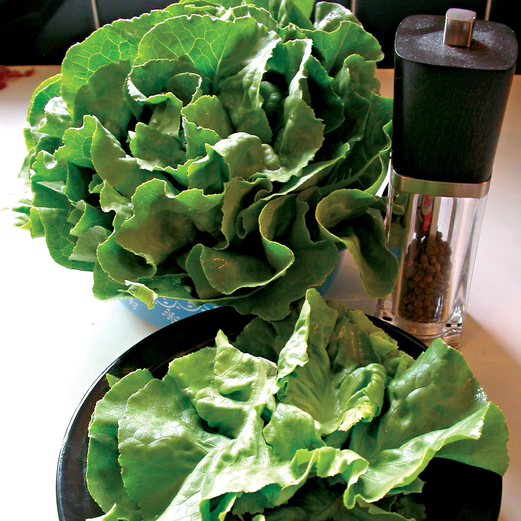 Optima Lettuce - Image 3