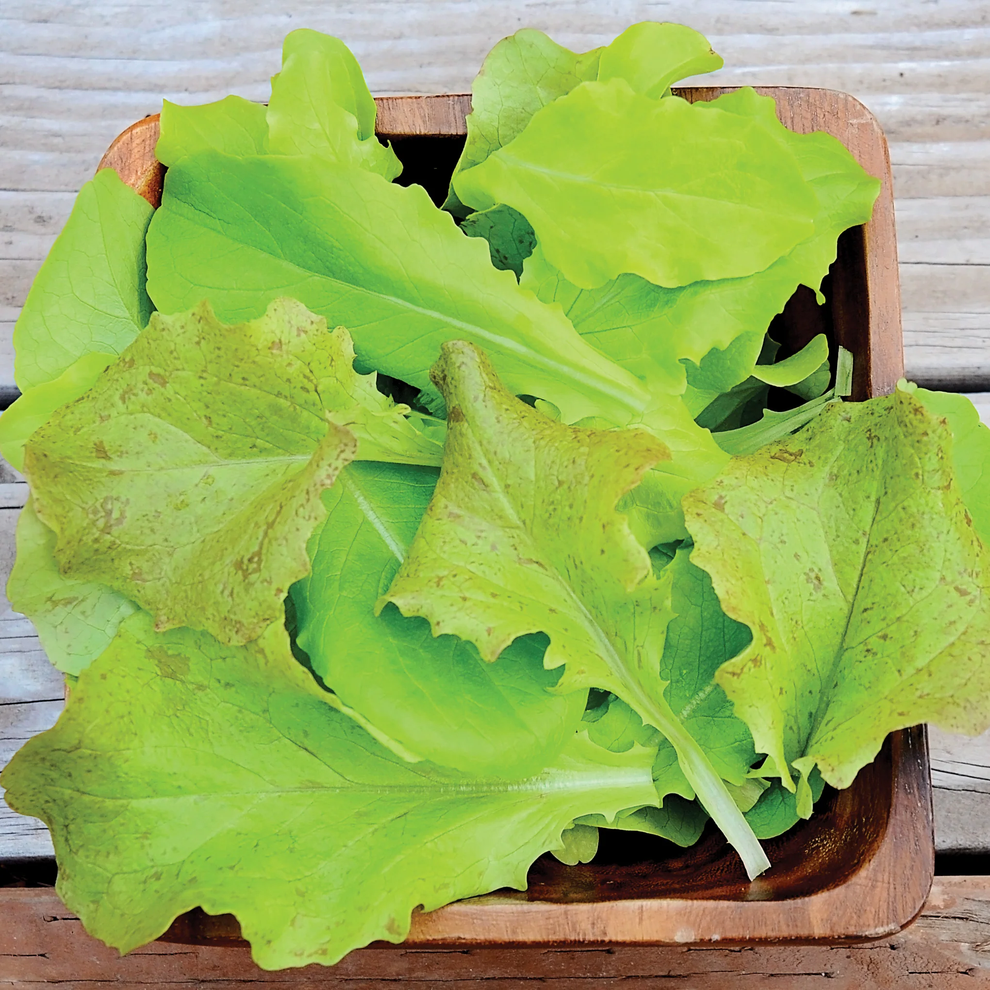 Super Gourmet Salad Blend Lettuce