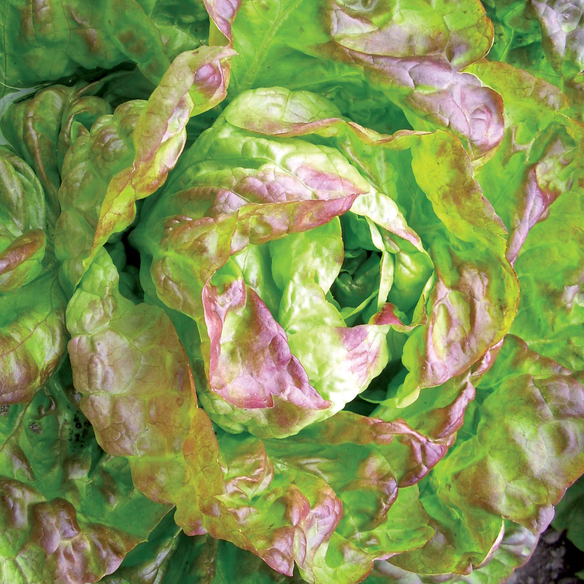 Winter Brown Lettuce - Image 2