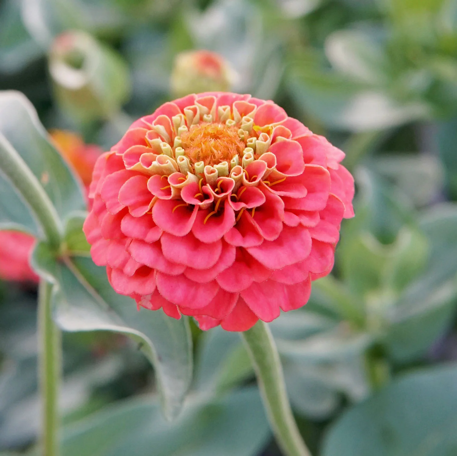 Lilliput Salmon Gem Zinnia - Image 2