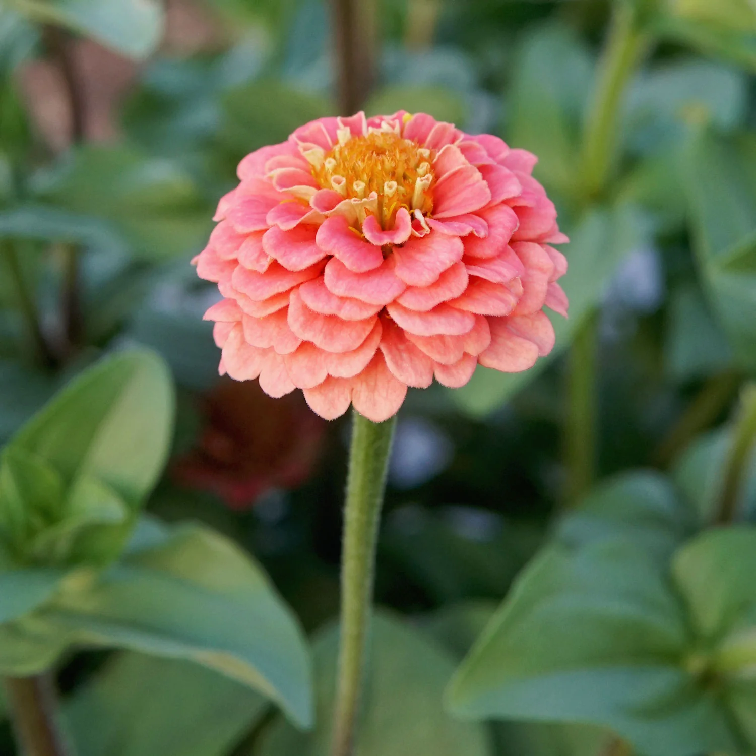 Lilliput Salmon Gem Zinnia - Image 4