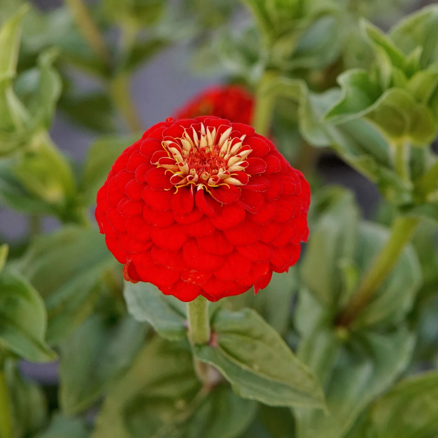 Lilliput Scarlet Gem Zinnia - Image 3