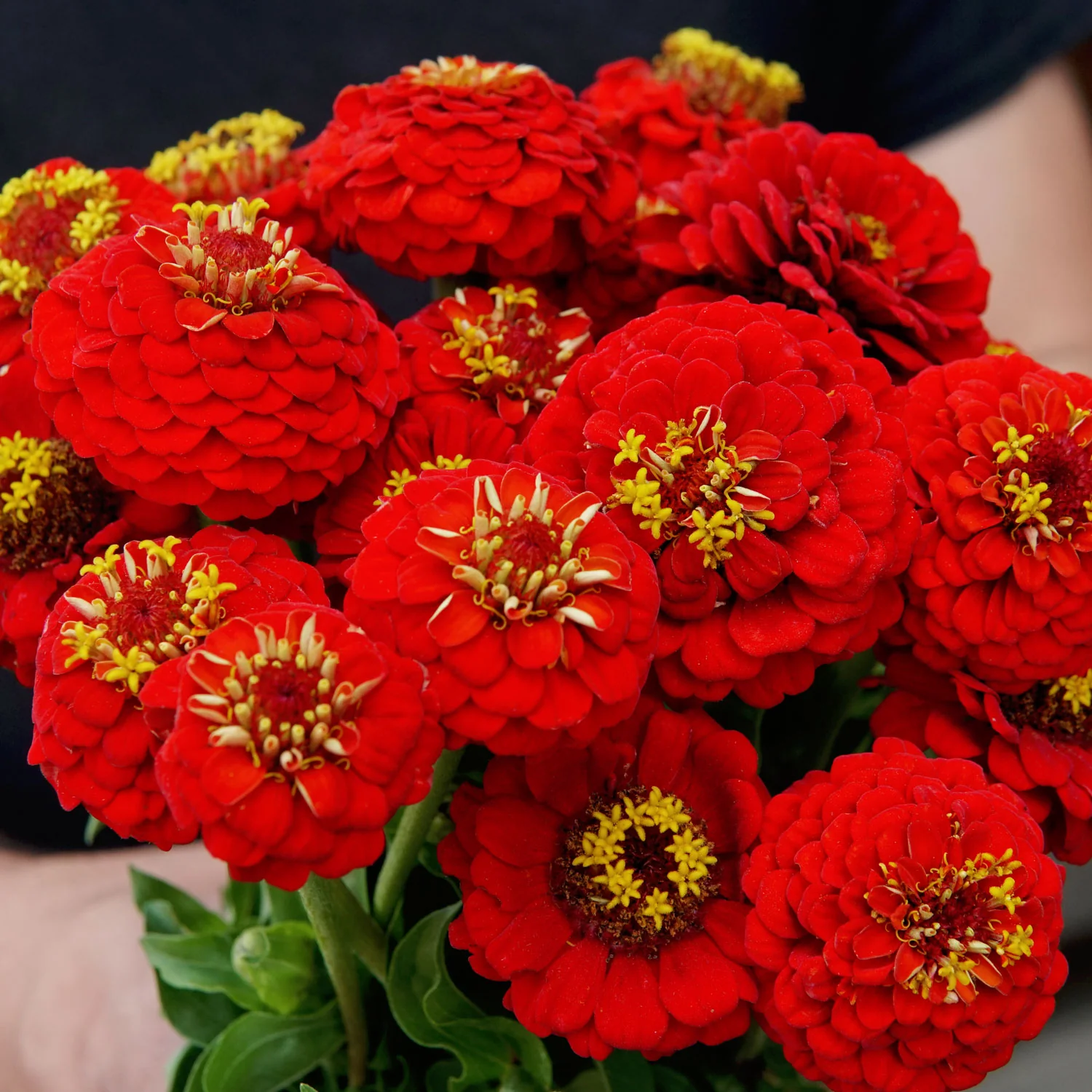 Lilliput Scarlet Gem Zinnia - Image 4