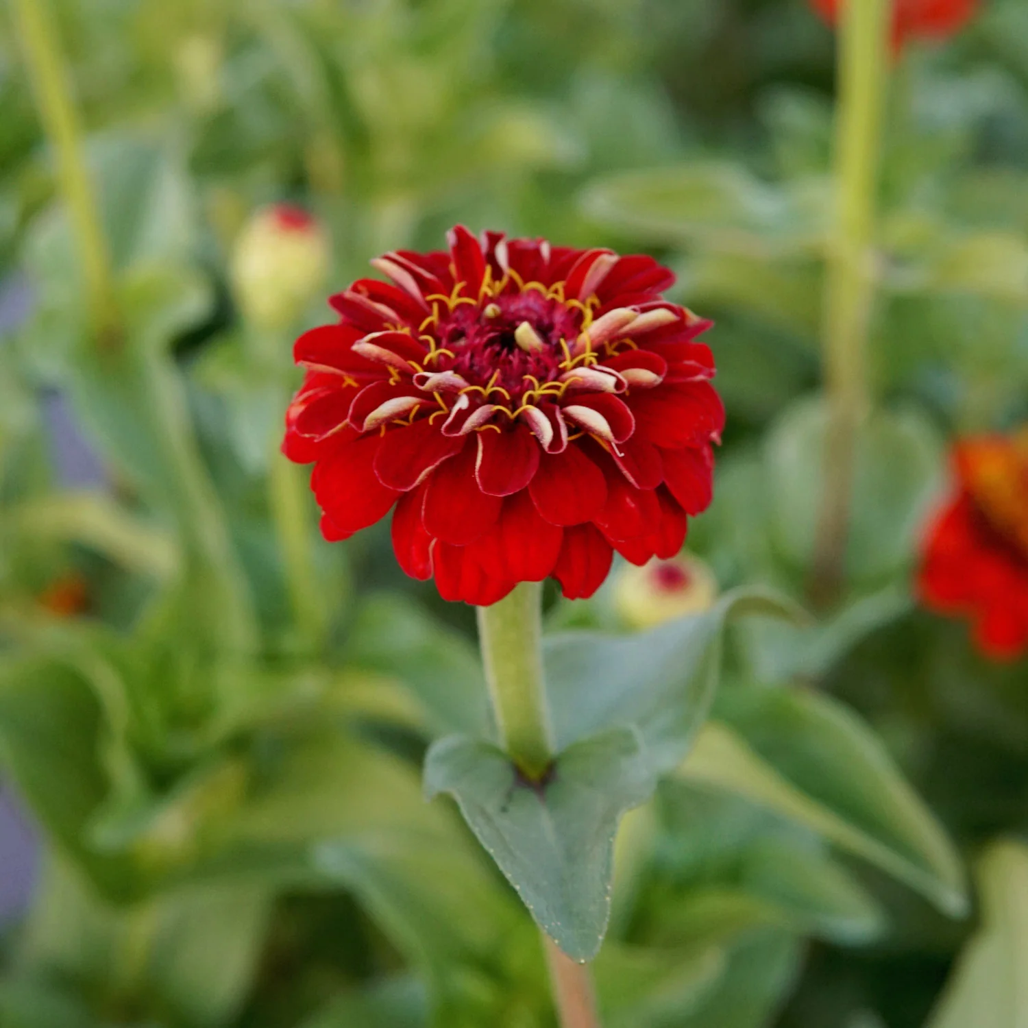 Lilliput Scarlet Gem Zinnia - Image 5
