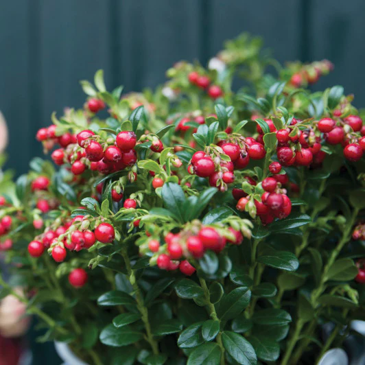 Red Candy Lingonberry Plant