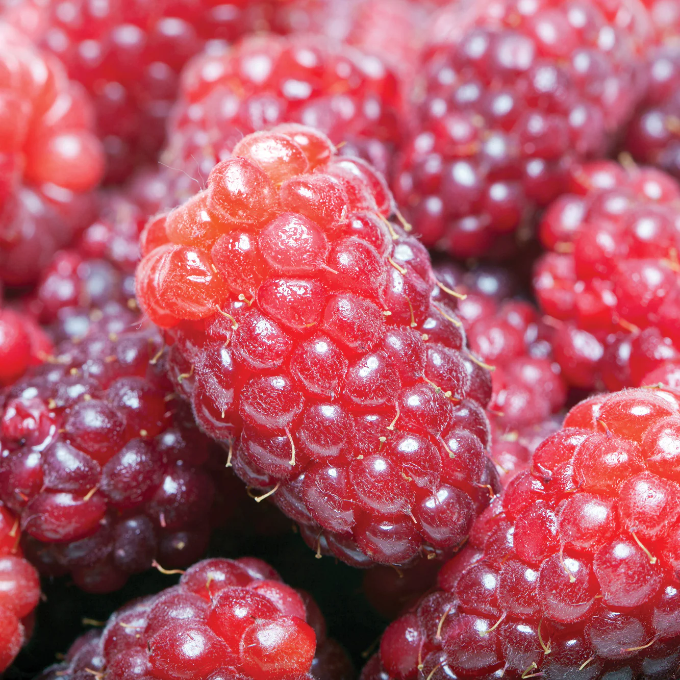Loganberry Plant
