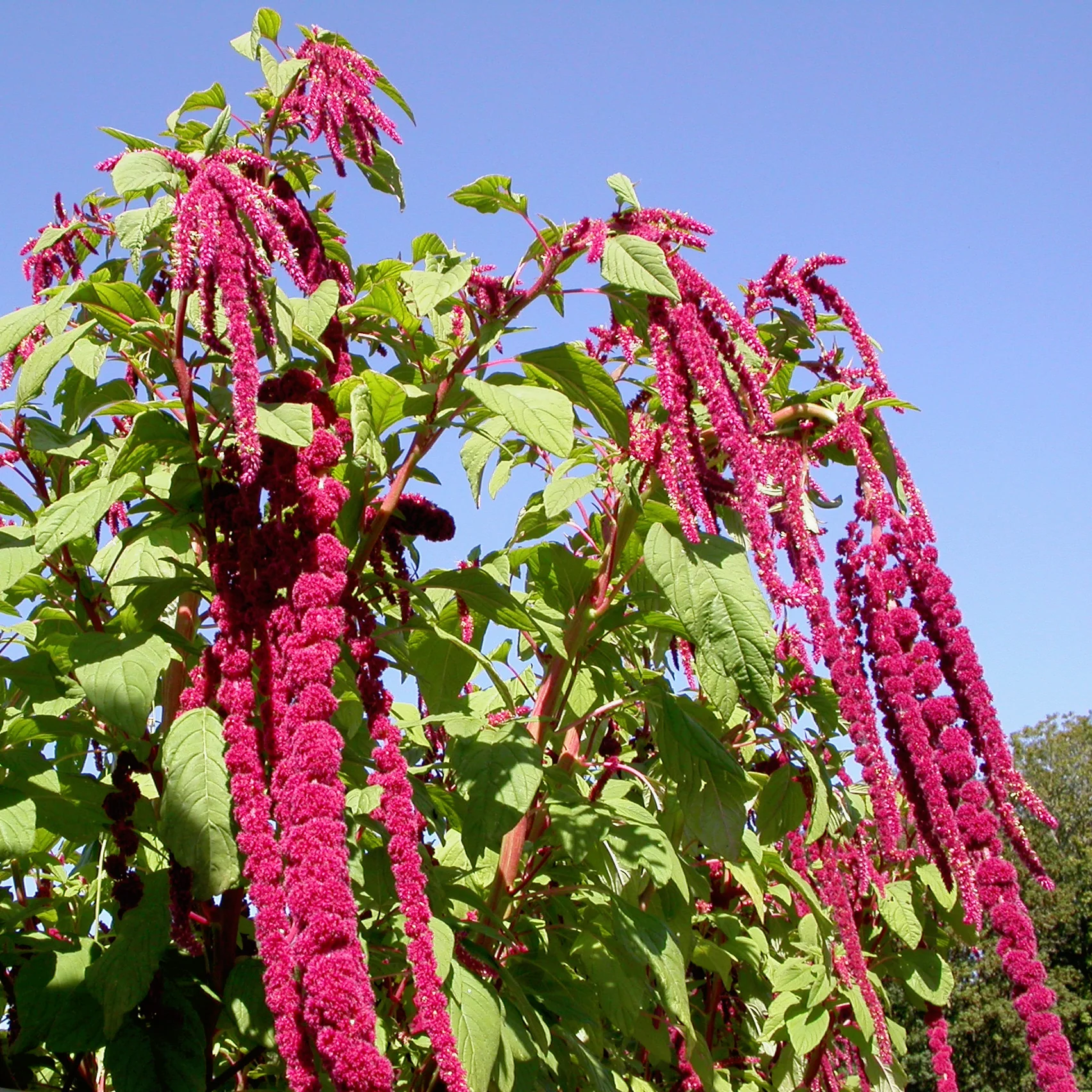 Love Lies Bleeding Amaranth