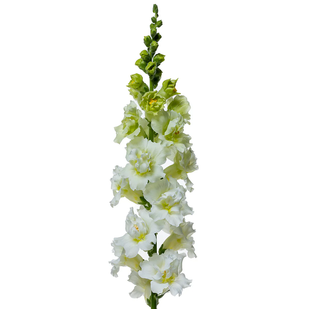 Madame Butterfly Ivory Snapdragon