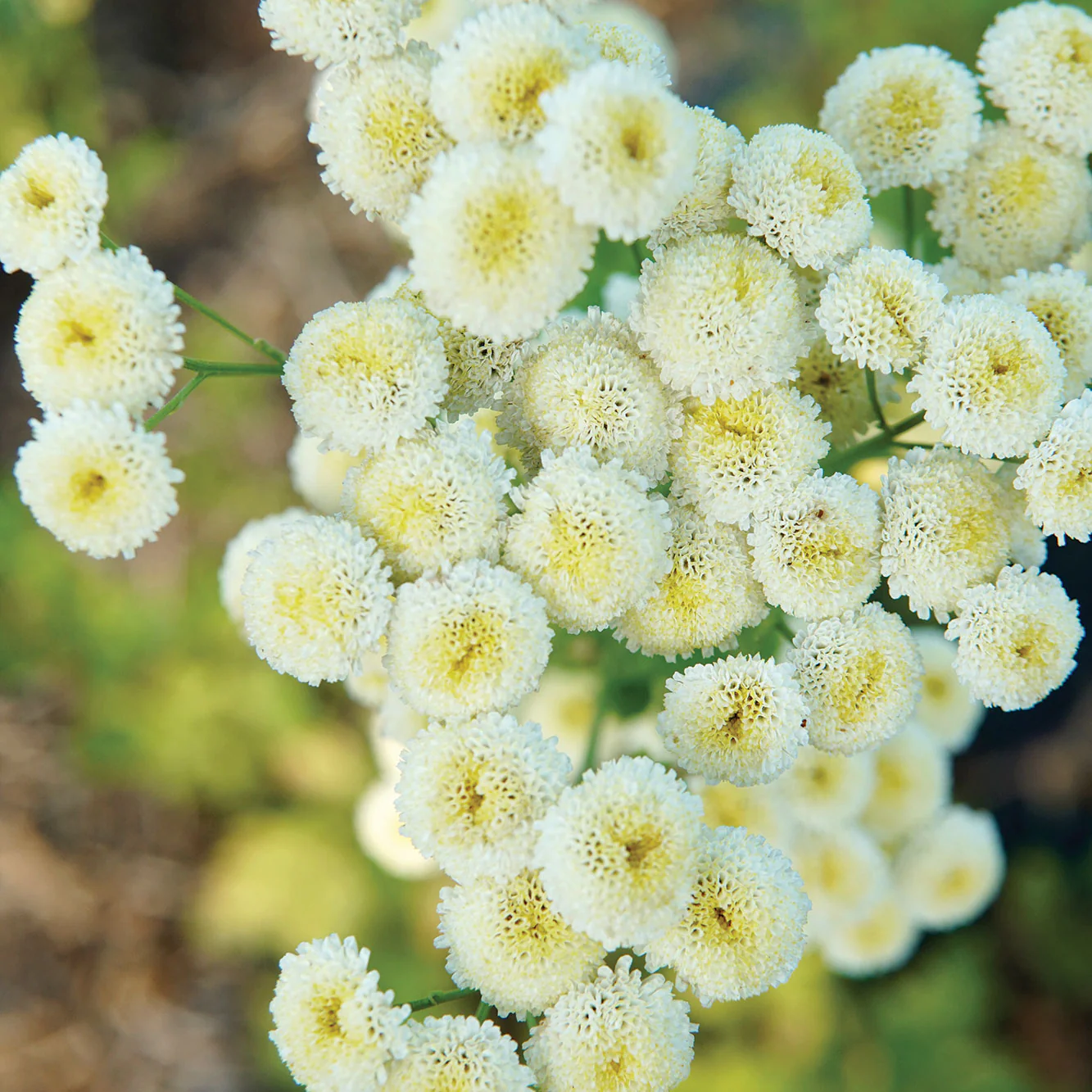 Magic Lime Green Feverfew