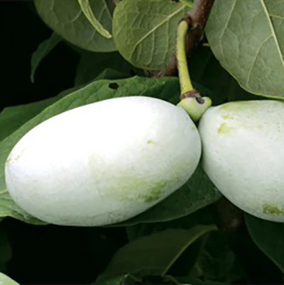 Mango Pawpaw Plant