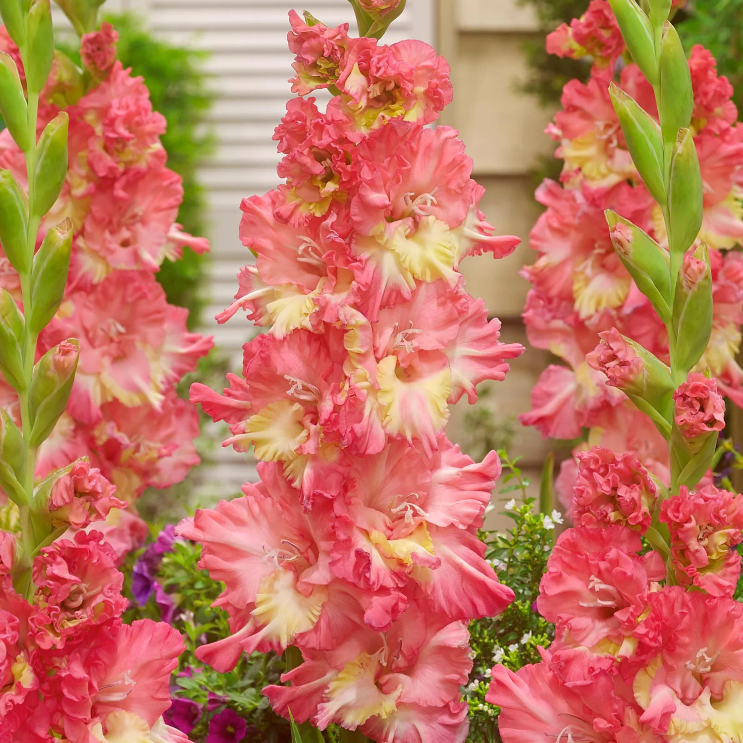 Mango Muse Gladiola